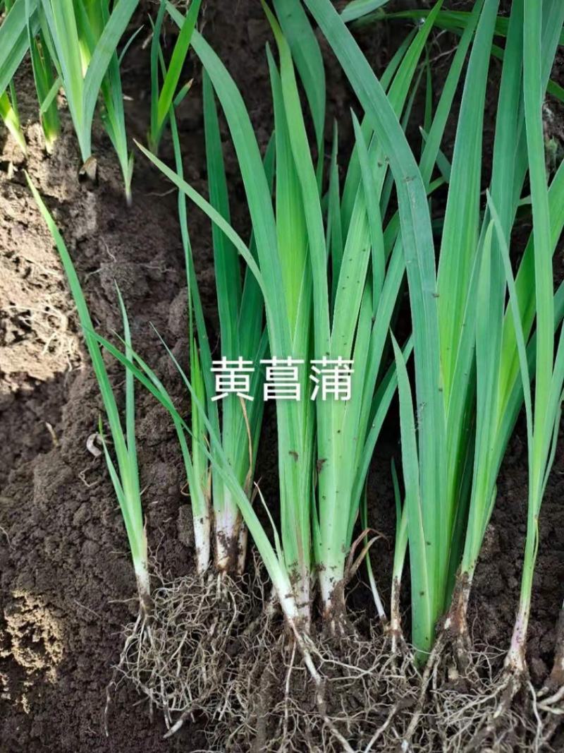 黄菖蒲