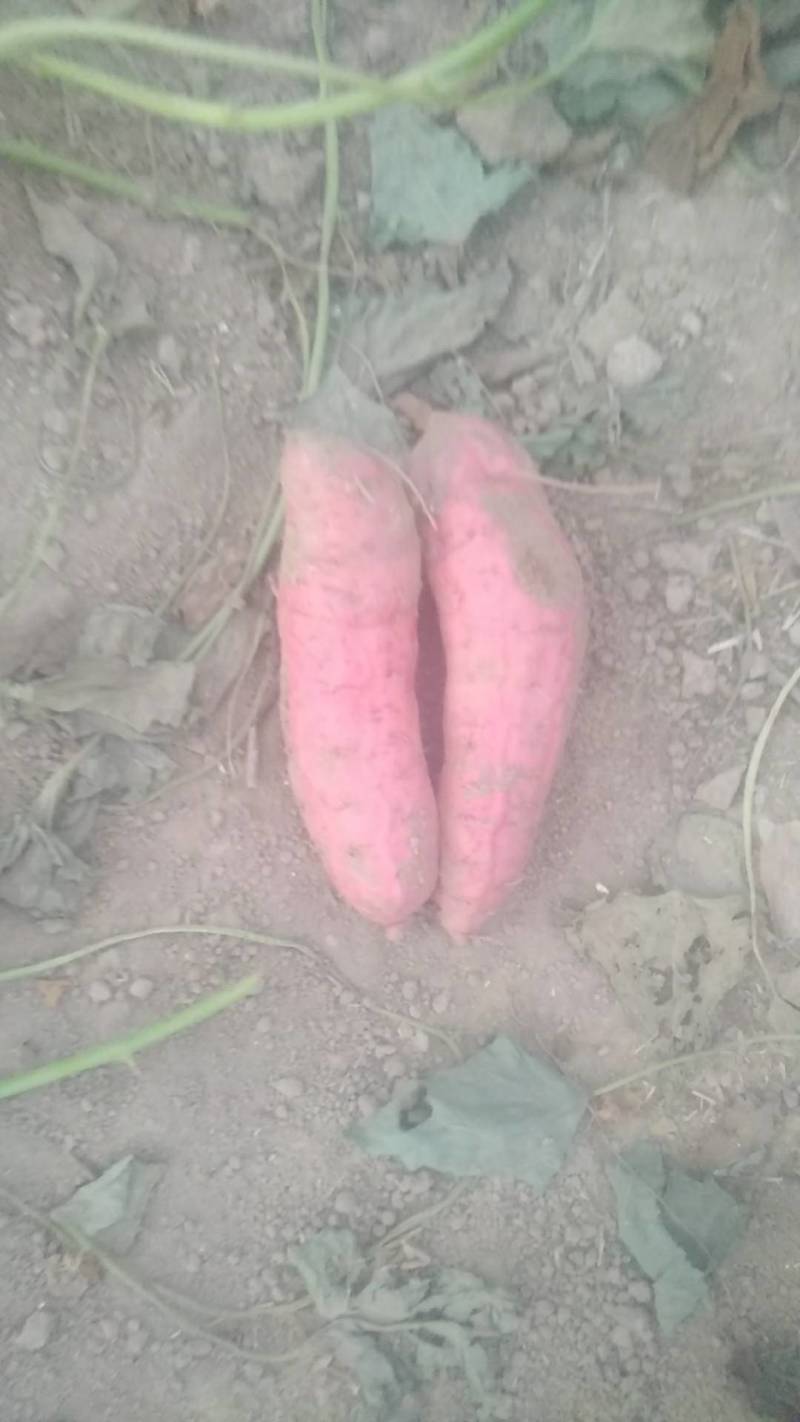 西瓜红蜜暑