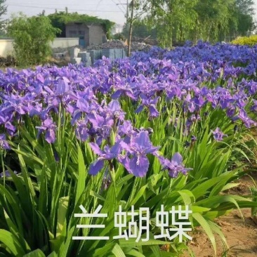 蓝蝴蝶