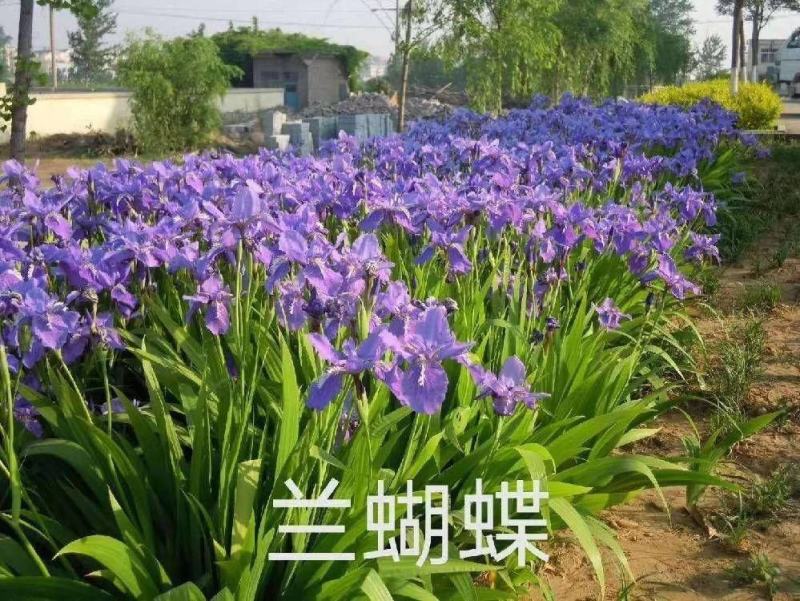蓝蝴蝶