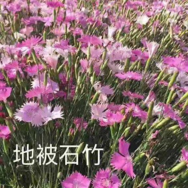 石竹