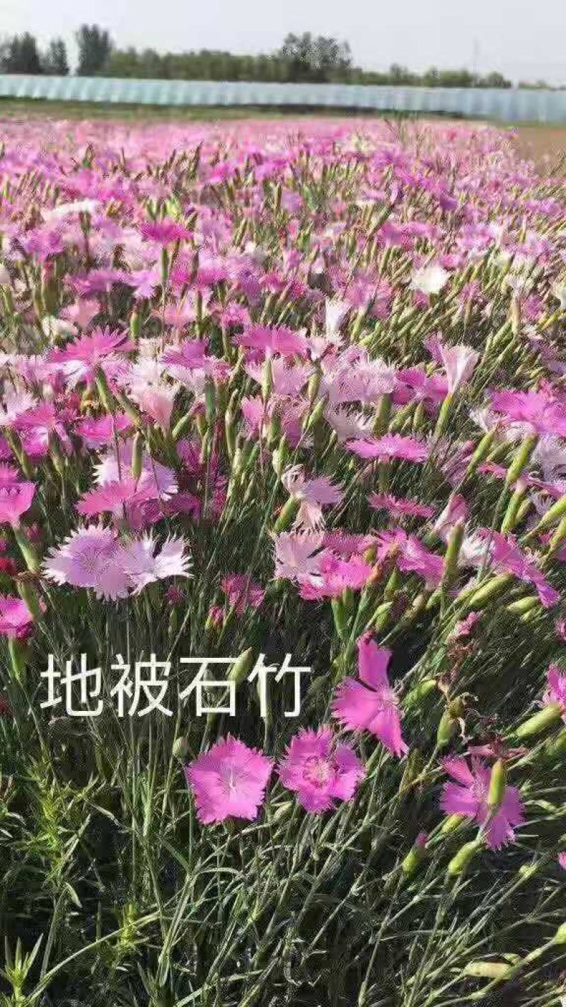 石竹
