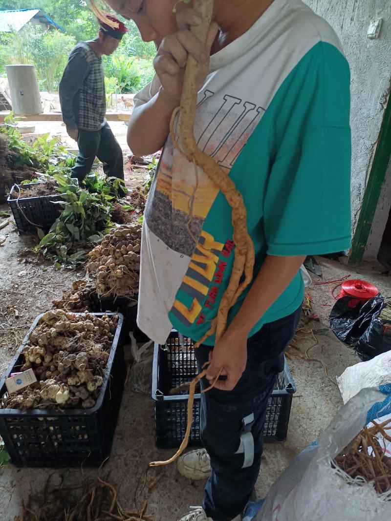 土党参，贵州野生土当参，奶浆根，干货，无熏琉，不染色，
