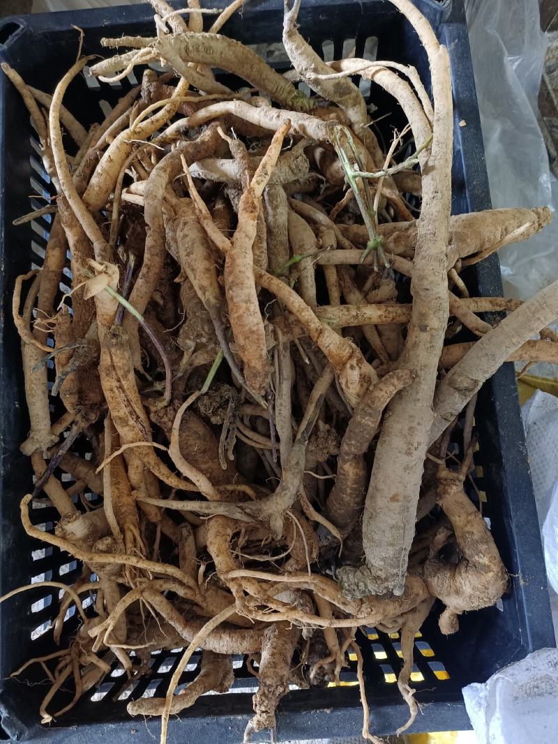 土党参，贵州野生土当参，奶浆根，干货，无熏琉，不染色，