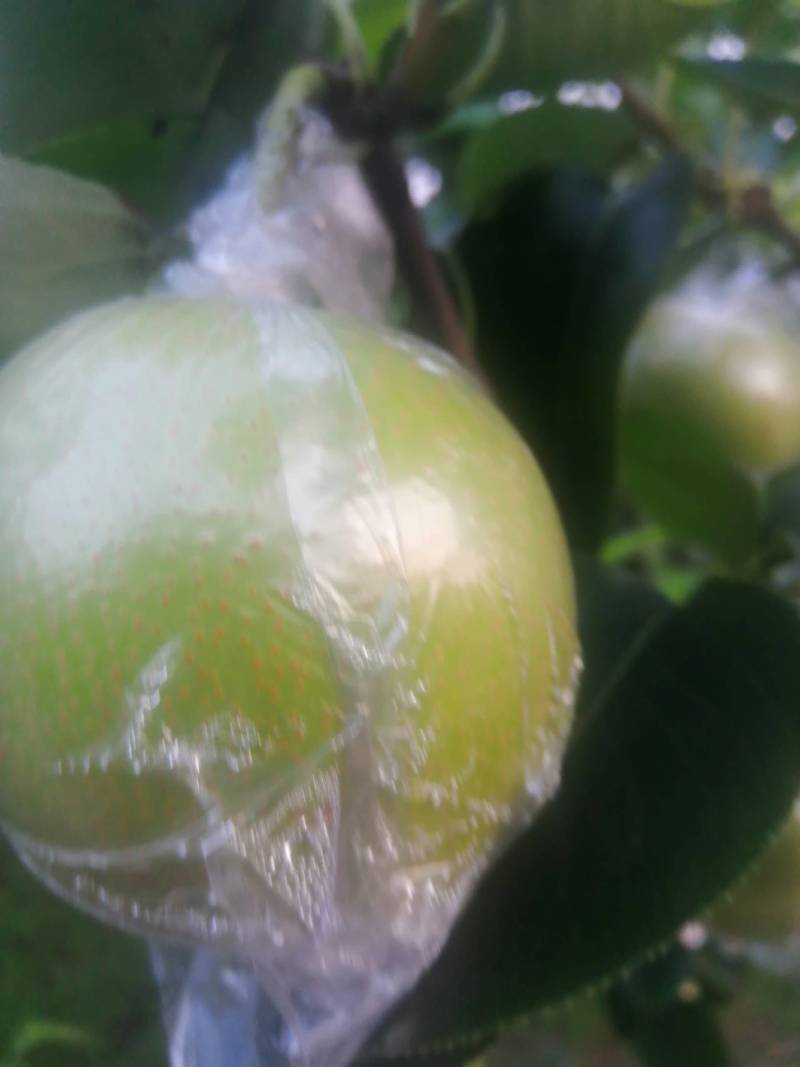 绿皇冠梨质量好，货量大价格比白皇冠梨低，甜度比白皇冠梨高