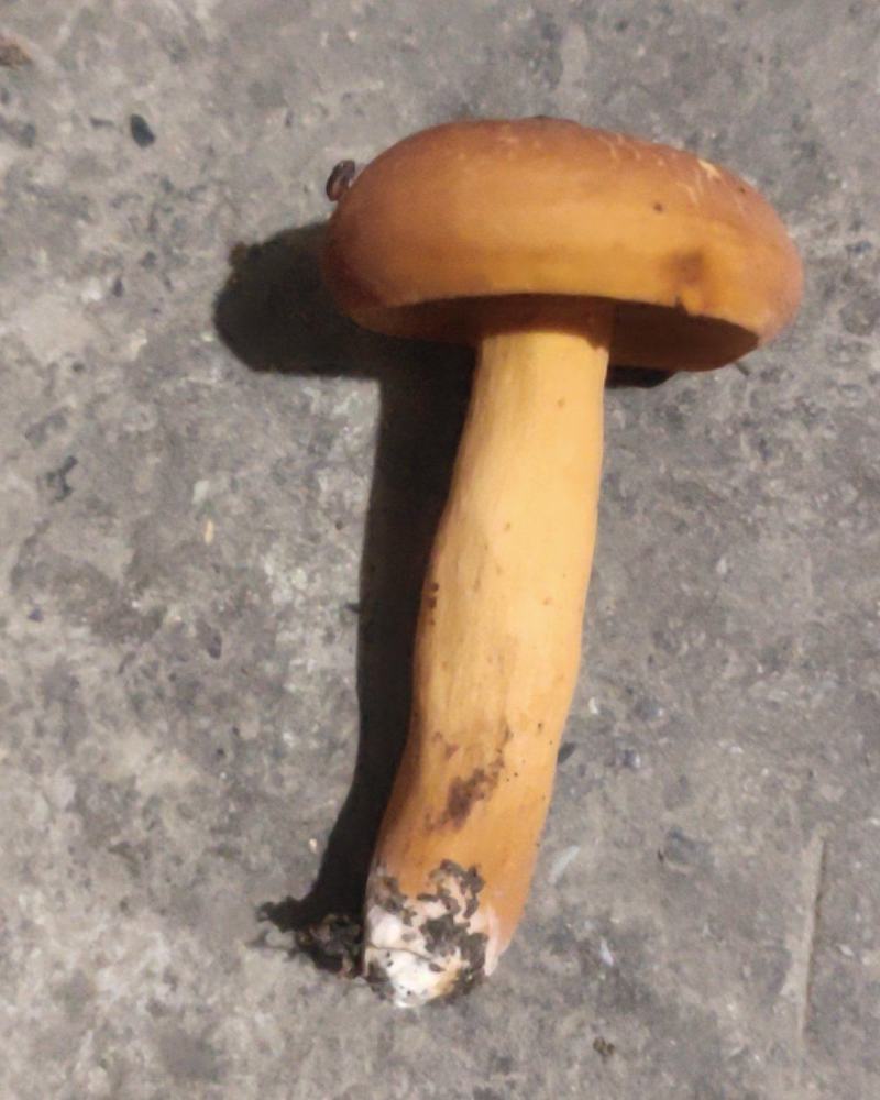 贵州深山老林里的野生奶浆菌。自己上山找的，