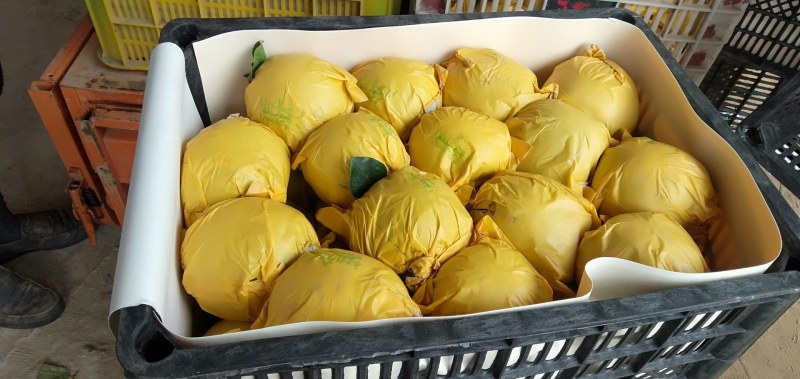 安徽砀山白皇冠梨、翠玉梨、青皇冠梨、圆黄梨、种类齐全