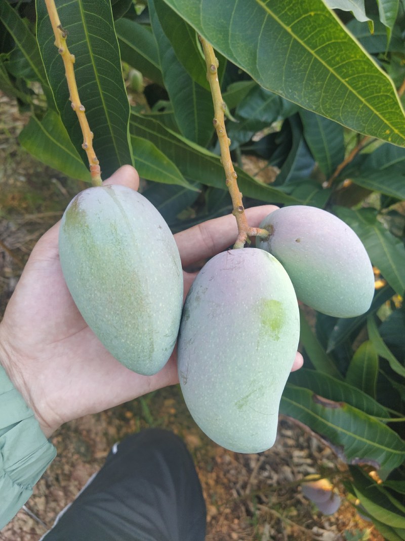 金煌1块钱，贵妃1块钱，小桂七0.9毛，小台农1.3