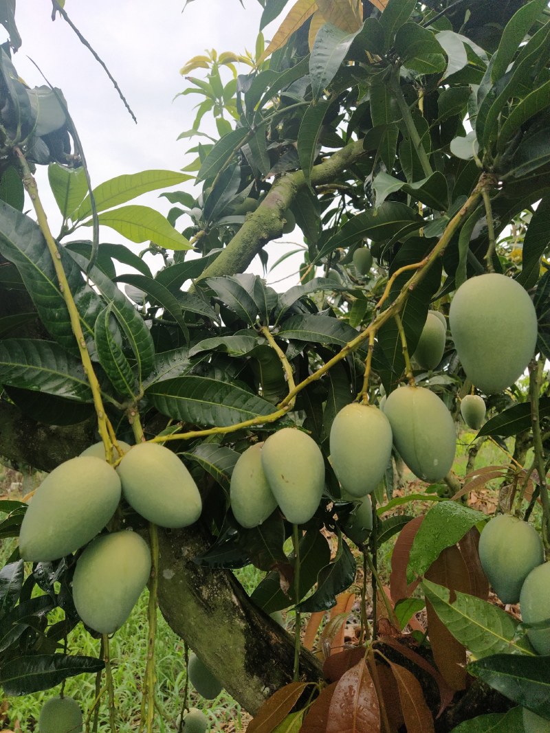 金煌1块钱，贵妃1块钱，小桂七0.9毛，小台农1.3