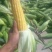 太白县高山精品太阳花水果玉米大量上市中，品质优，口感好！