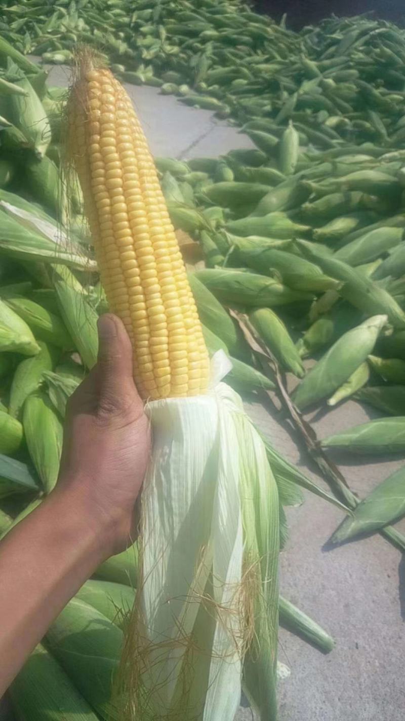 太白县高山精品太阳花水果玉米大量上市中，品质优，口感好！
