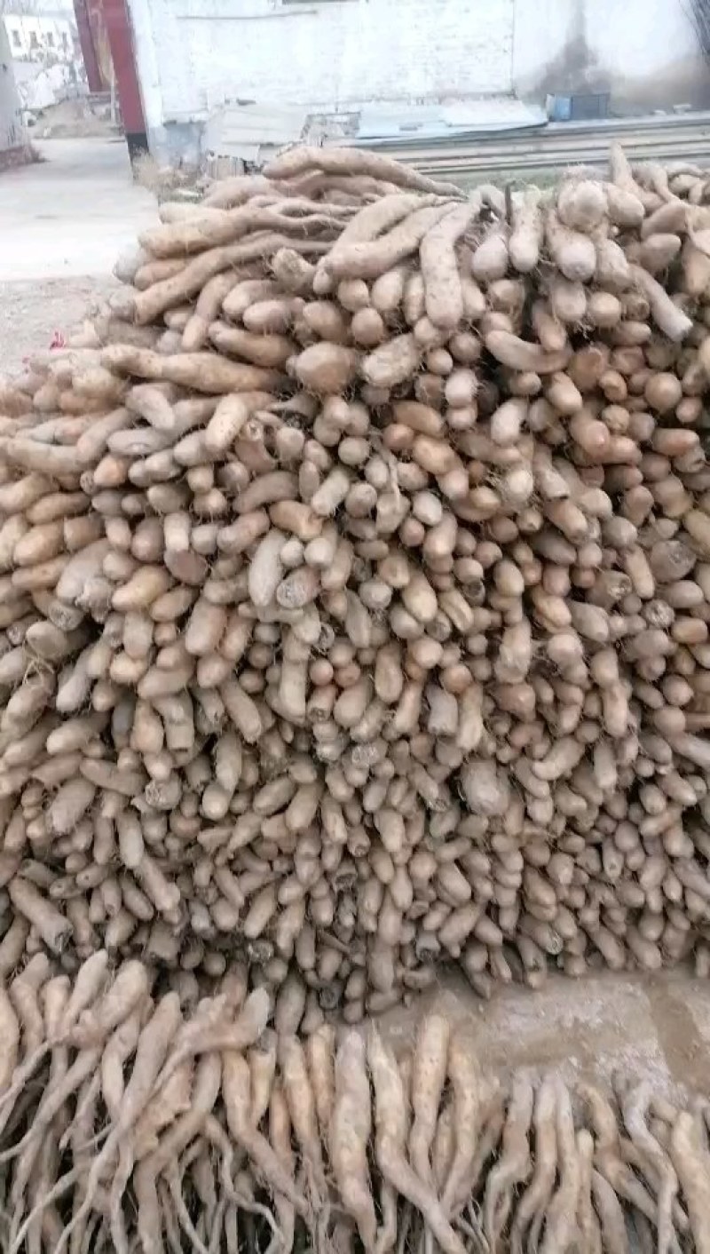长年出售山药种子：栽子无代办费