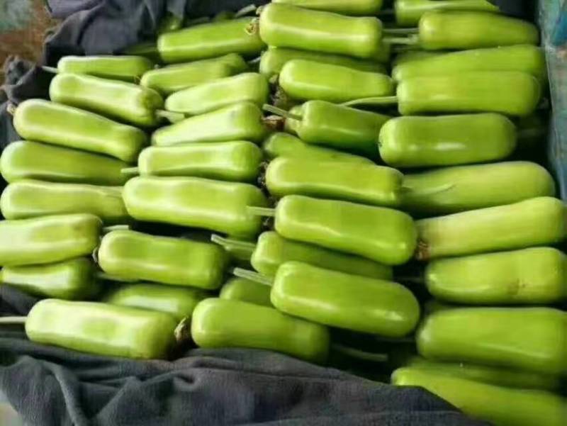 瓠瓜精品瓠瓜大量现货供应各种包装可供商超