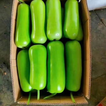 瓠瓜精品瓠瓜大量现货供应各种包装可供商超