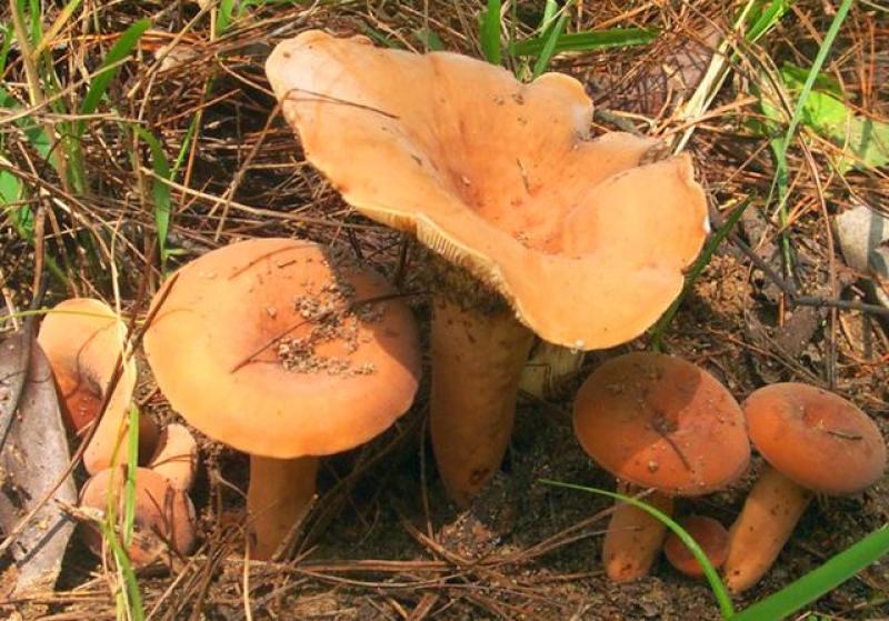 贵州深山老林里的野生奶浆菌。自己上山找的，