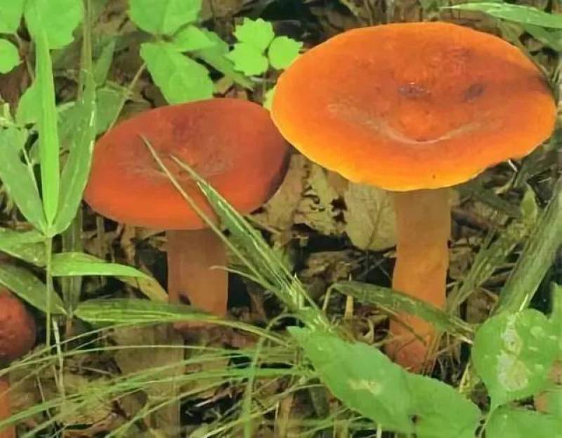 贵州深山老林里的野生奶浆菌。自己上山找的，