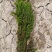 金鱼藻等各种沉水植物种植净化水质瑞荷水生