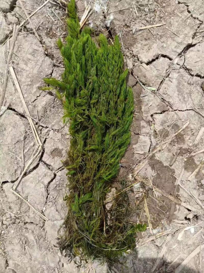 金鱼藻等各种沉水植物种植净化水质瑞荷水生