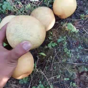 套袋桂花梨上市，味甜，肉细，果面干净，有需要的联系我！