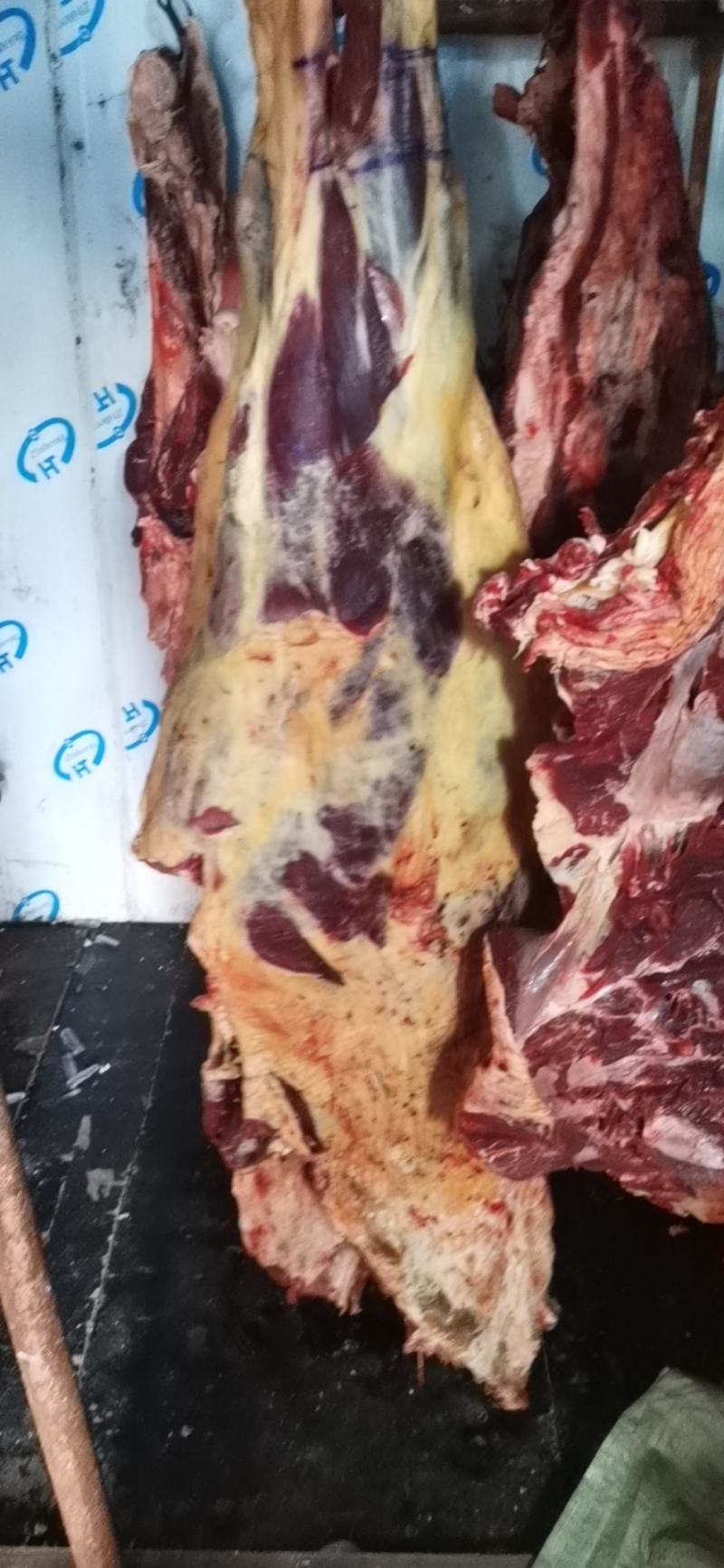 现场实拍图纯鲜黄牛肉，肉质好，价格优惠，油少，肉瘦度好，