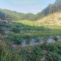 广西五彩椒基地供货量大稳定价格实惠