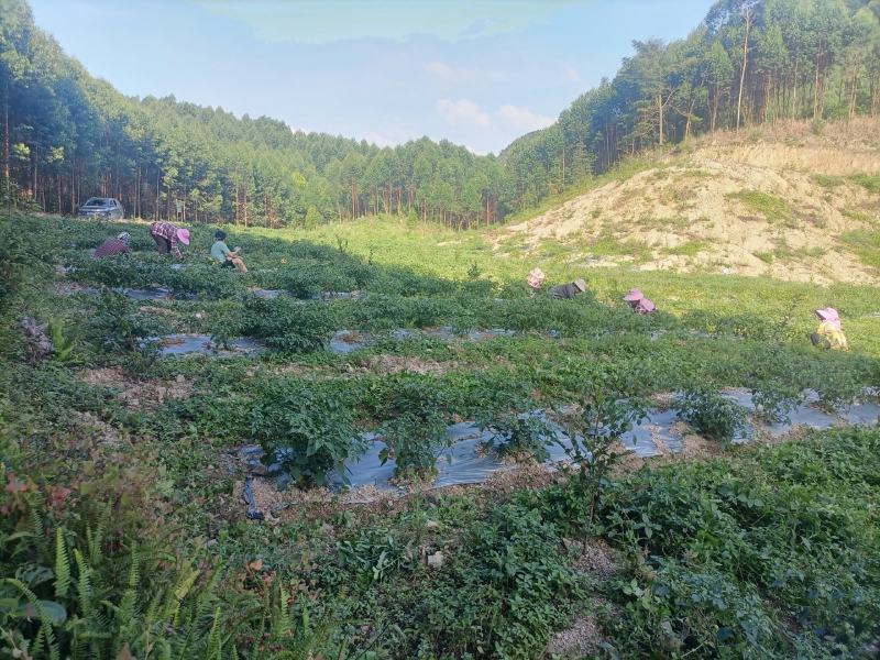 广西五彩椒基地供货量大稳定价格实惠