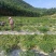 广西五彩椒基地供货量大稳定价格实惠