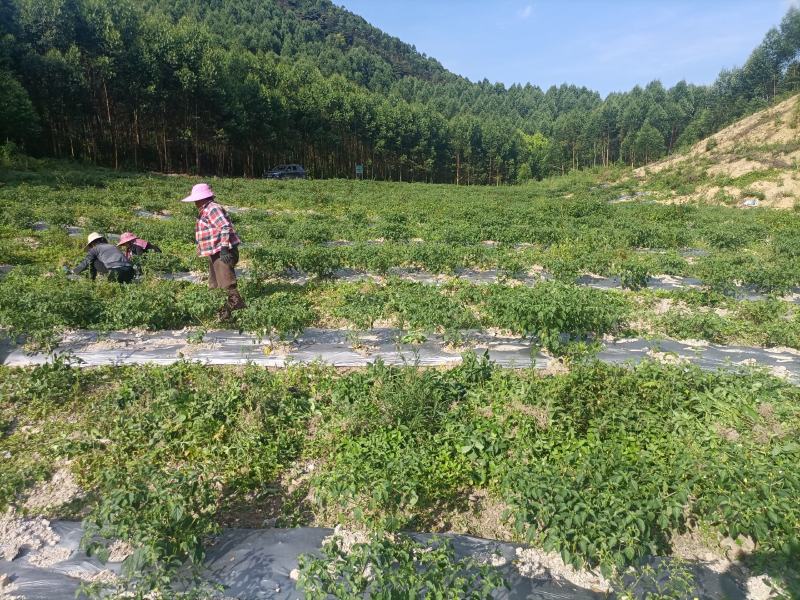 广西五彩椒基地供货量大稳定价格实惠
