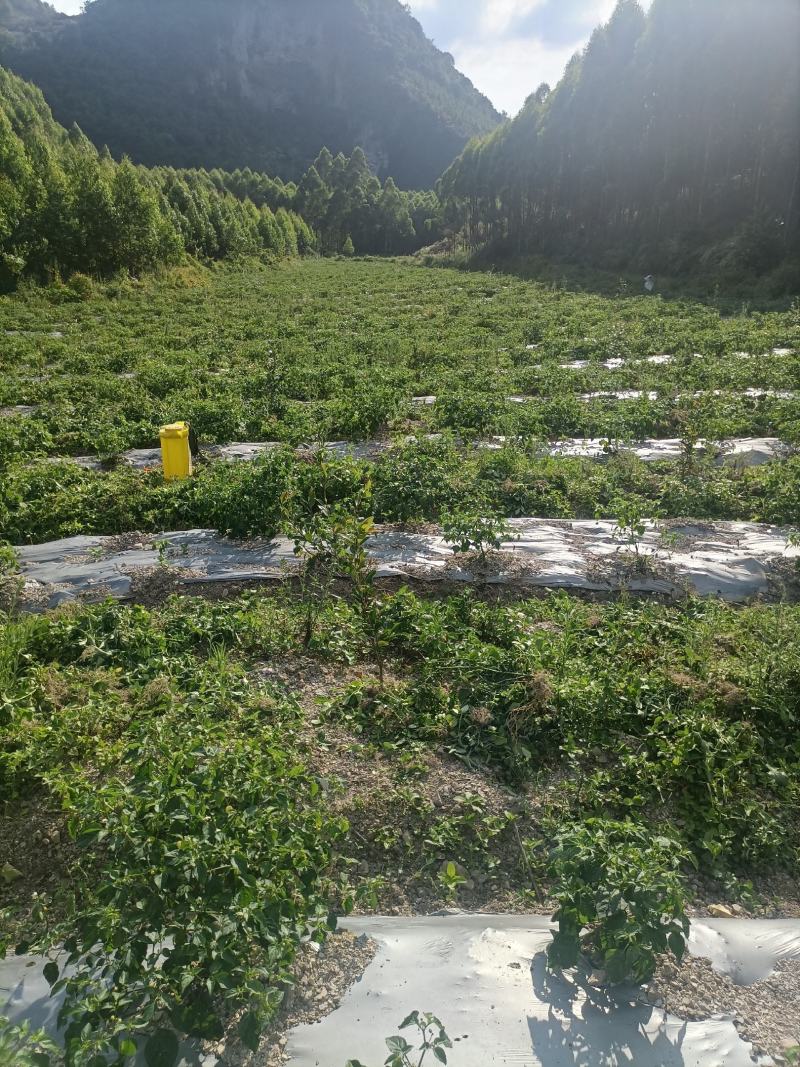广西五彩椒基地供货量大稳定价格实惠