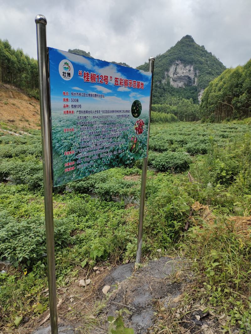 广西五彩椒基地供货量大稳定价格实惠