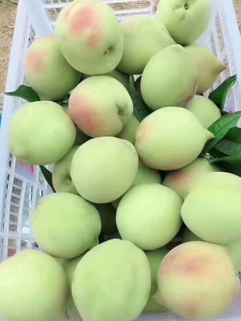 鹰嘴蜜桃