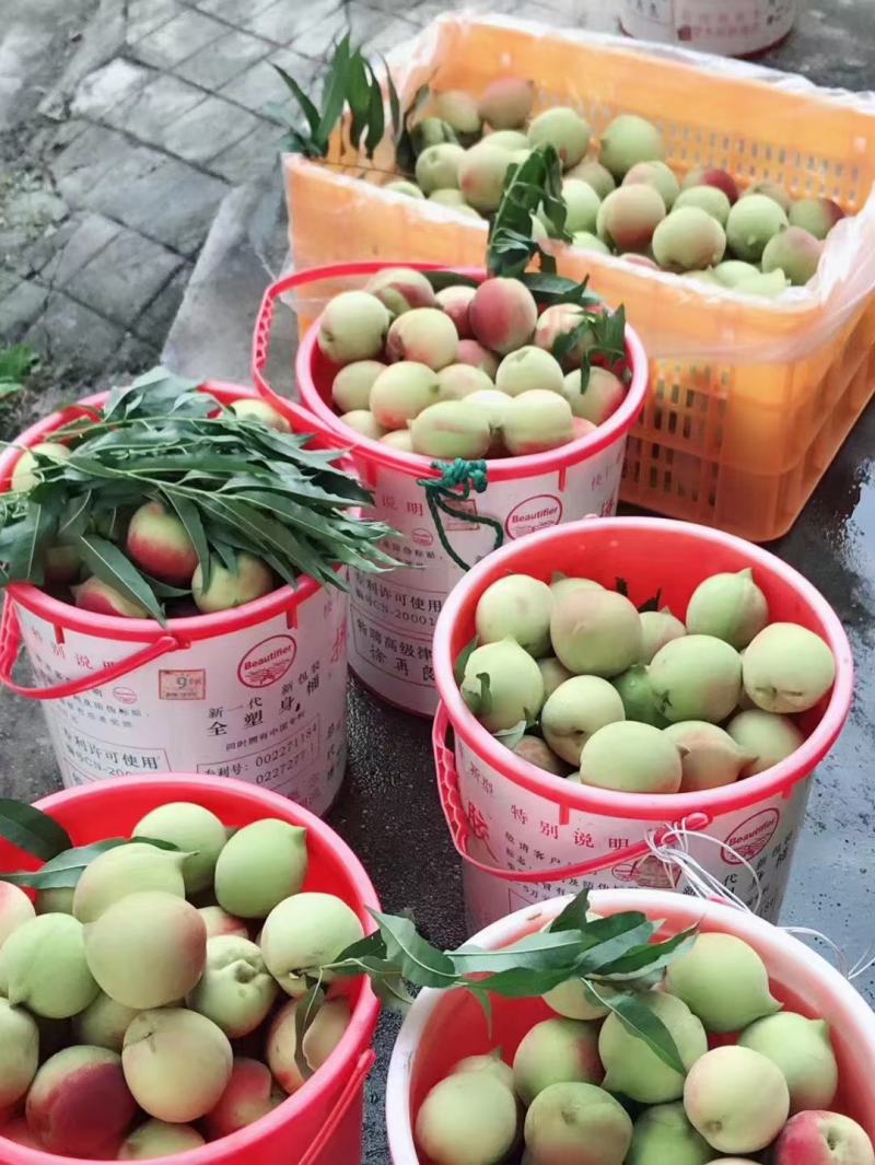 鹰嘴蜜桃