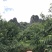 鹰嘴蜜桃