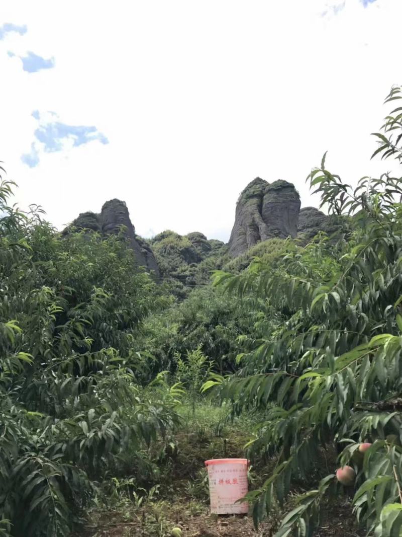 鹰嘴蜜桃