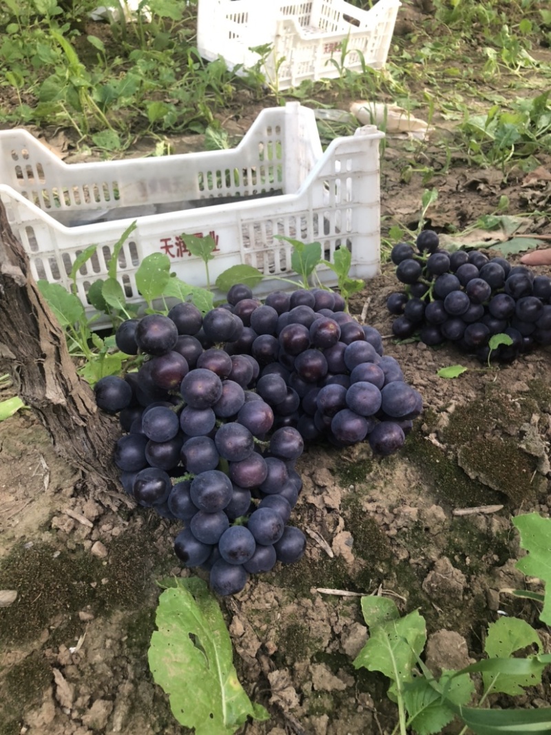 鲁山夏黑葡萄颜色纯正。口感甜美。颗粒饱满均匀