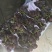 金乡县藤稔，维多利亚葡萄，量大口感甜，果粉好，