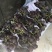 金乡县藤稔，维多利亚葡萄，量大口感甜，果粉好，