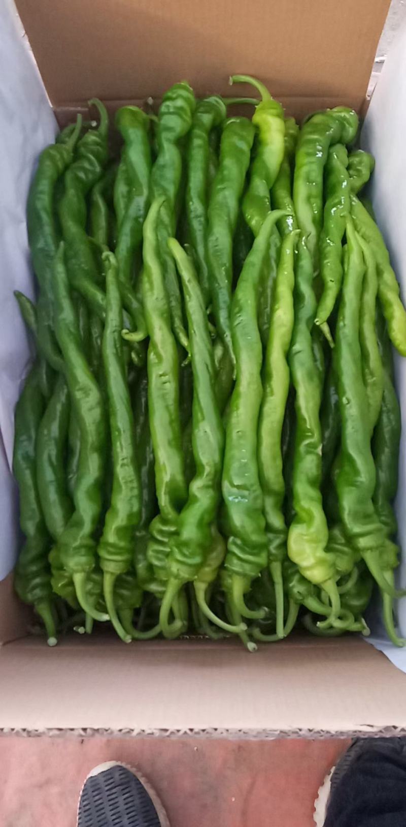 （陇椒）产地螺丝椒大量上市中（龙椒）。物美价廉。量大从优