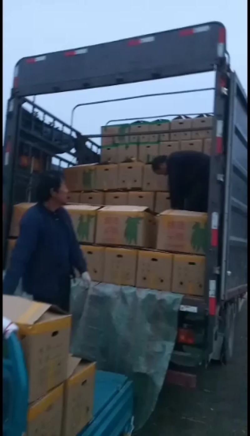 （陇椒）产地螺丝椒大量上市中（龙椒）。物美价廉。量大从优