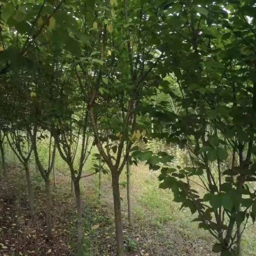 樱花5到20公分，大量出圃，精美树形，以质论价