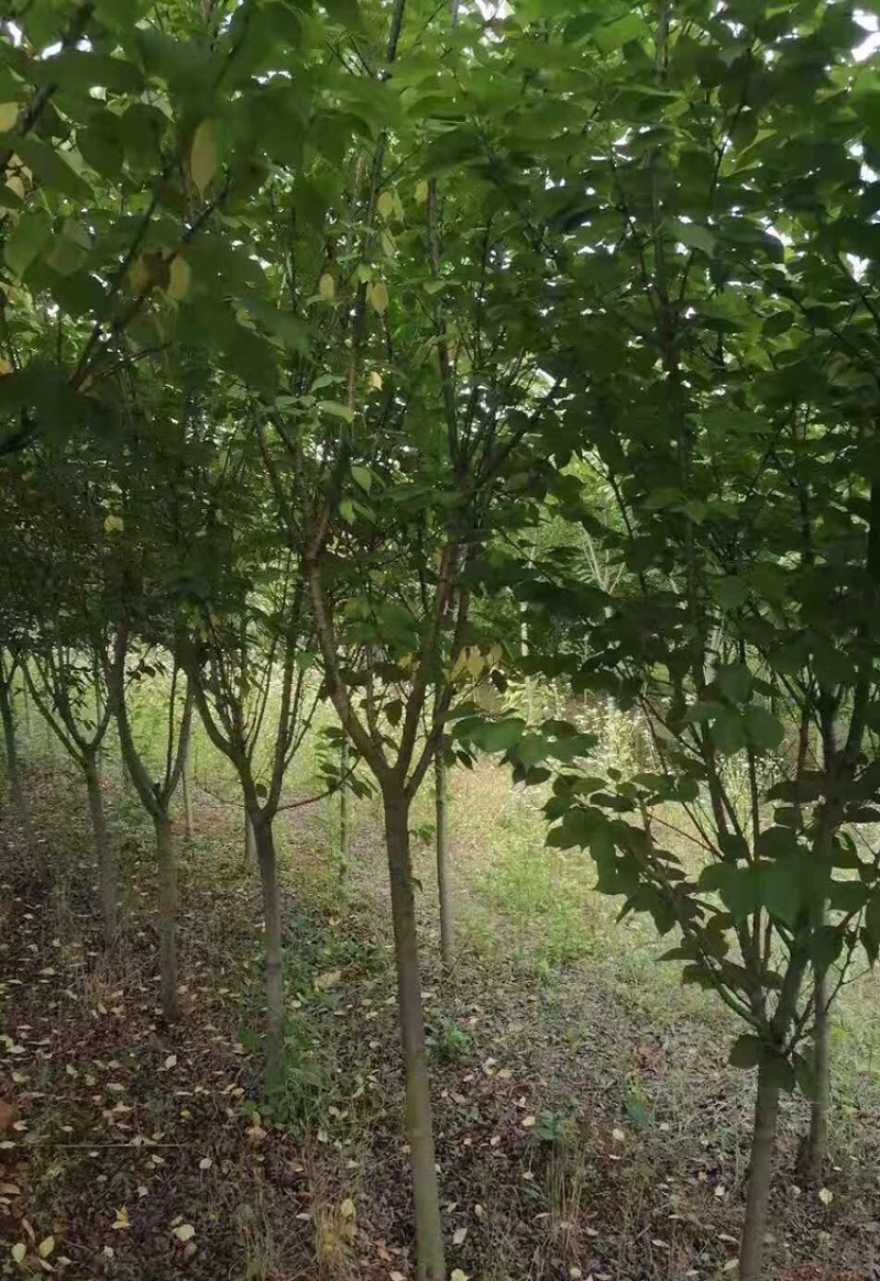 樱花5到20公分，大量出圃，精美树形，以质论价
