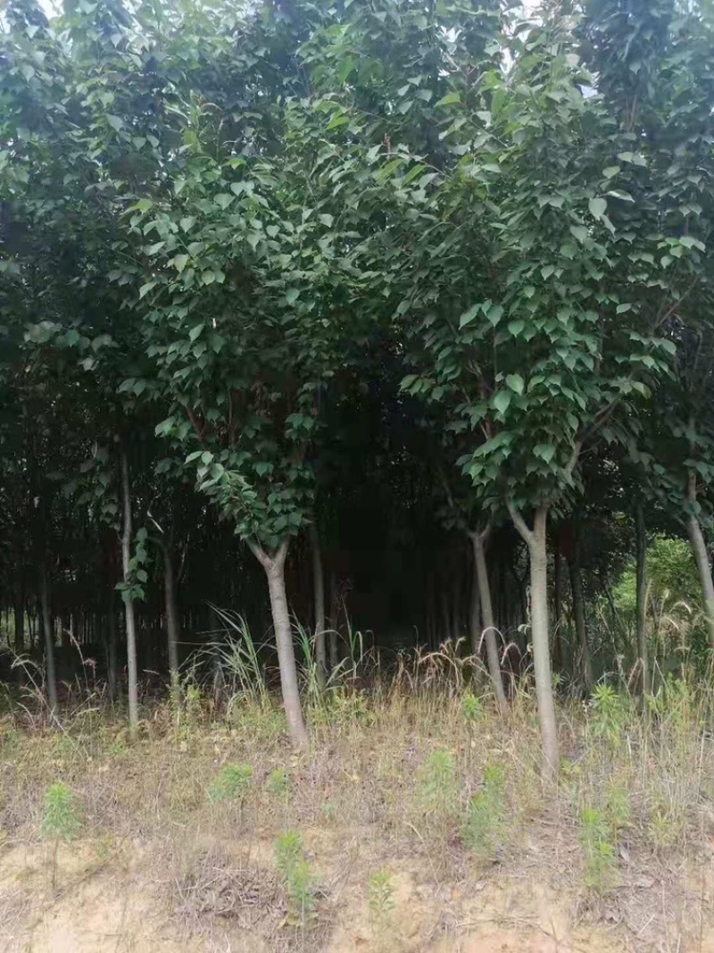 樱花5到20公分，大量出圃，精美树形，以质论价