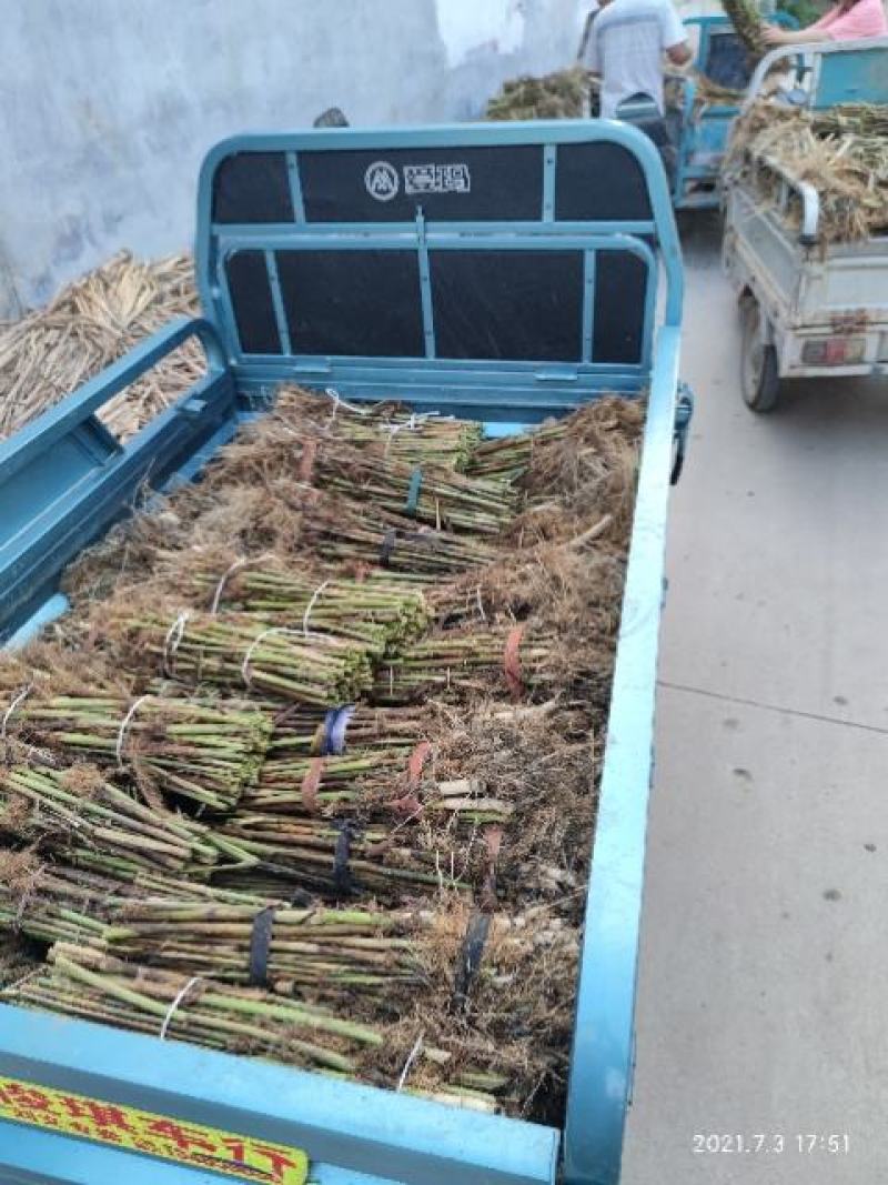 水生芦苇苗大量供应。深水好苗，包成活。保质保量