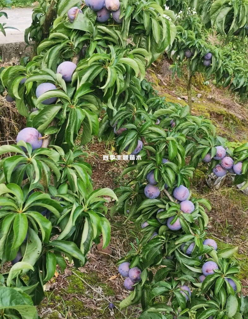 【原产地大果型】凤凰李苗/五月脆李子苗/早熟李树苗现挖苗