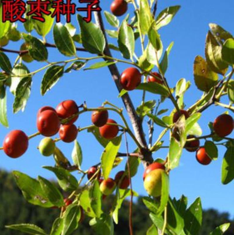 酸枣种子野枣种子枣树种子小酸枣种子山枣种子酸枣树种籽酸枣