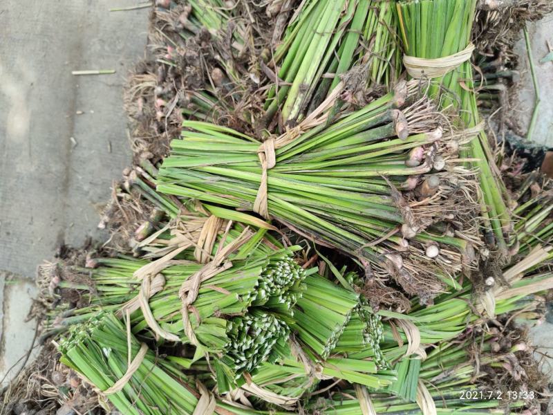 水菖蒲菖蒲基地直供园林绿化工程大量优质现货