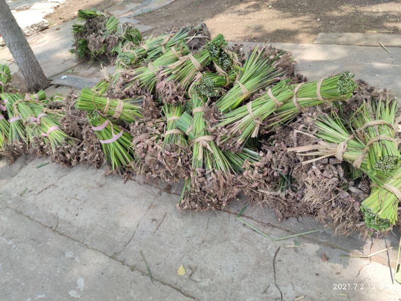 水菖蒲菖蒲基地直供园林绿化工程大量优质现货