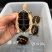 精品缘碌仔，活泼可爱，互动强，健康全品开食