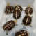 精品缘碌仔，活泼可爱，互动强，健康全品开食