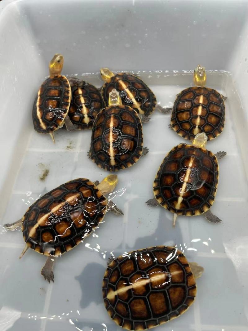 精品缘碌仔，活泼可爱，互动强，健康全品开食